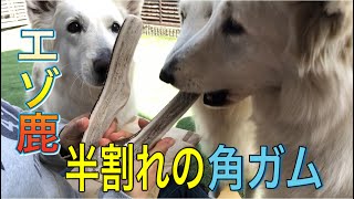 【エゾ鹿の角ガム】天然のオモチャ鹿角を夢中で噛む犬/ホワイトスイスシェパード\u0026チワワ/A dog crazy about deer horns