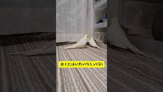 蹴らないで😡#オカメインコ #ショート動画 #shorts #蹴り#インコ動画 #インコ好きと繋がりたい