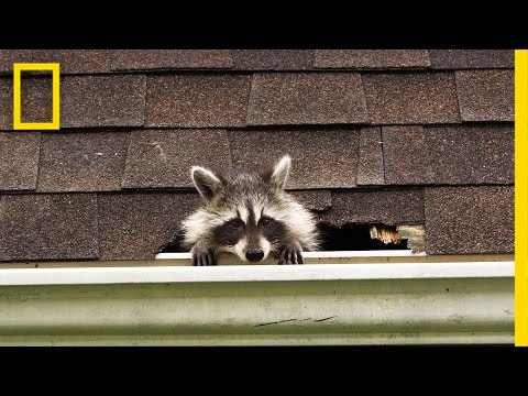 How to Evict Your Raccoon Roommates | National Geographic How to Evict Your Raccoon Roommates | National Geographic