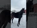 farm life in usa ♥️filly horse love the snow ชีวิตในอเมริกา shorts