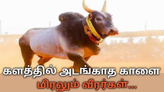 களத்தில் வீரர்களை தொட விடாமல் தூரத்திய jallikattu காளையின் ஆட்டம்...