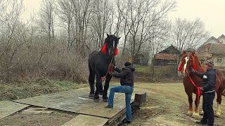 ❄️🎄Христос Народився! Славімо Його! Зважування Фараона і Крісті🛻🛞🏗🤓⚖️