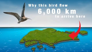 The Great SINGAPORE Migration: BIRDS Edition