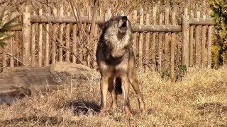 遠吠えするタイリクオオカミ 「ロキ＆ロト」（多摩動物公園）Howling wolves