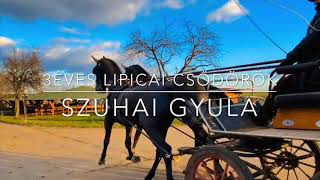 Szuhai Gyula/LIPICAI/CSŐDÖR