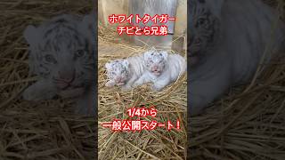 ついに明日一般公開スタートです！ #東武動物公園 #動物園 #ホワイトタイガー #とうぶチビとらダイアリー #ベンガルトラ #動物の赤ちゃん #一般公開