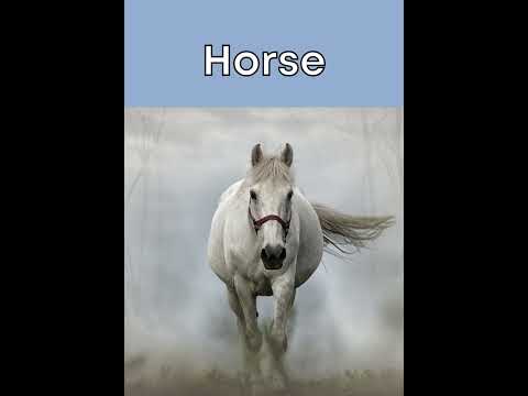 A To Z Animalsname Alphabet Shorts Tutorialbee Youtube A To Z Animalsname Alphabet Shorts Tutorialbee Youtube
