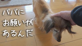 【18歳と15歳老犬カニンヘンダックスVlog】ソラにお願いされました。オチリを●●してって。可愛い18歳です。