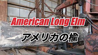 アメリカの楡です。American Long Elm ！！