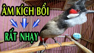 Nếu Chào Mào Bổi Bạn Ít Hót !? Hãy Mở Video Này ..👀🐦👀