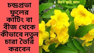 চন্দ্রপ্রভা ফুলের কাটিংওবীজ থেকে কীভাবে নতুন চারা তৈরি করা যায় Chandraprova Fuller cutting paddhati