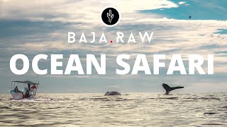 OCEAN SAFARI - BajaRAW