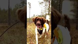 Hunting capercaillie around the artic circle in Sweden.