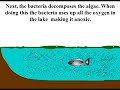 eutrophication animation