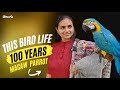 This Bird Life is 100 Years | Talking Parrot | Blue Gold Macaw