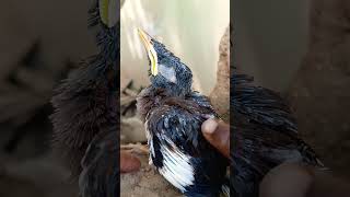 pysa chor chidiya #viralvideo #birds 🤑💯🪺💯🤑💯🤑💯🤑