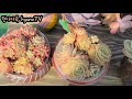 다육식물 이름알아보고 같은얼굴 다른이름다육succulents plant 多肉植物