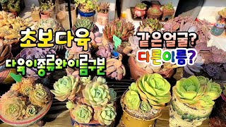 다육식물 이름알아보고,같은얼굴 다른이름다육succulents plant 多肉植物