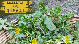 The Healing Under Our Feet / HERB, RABBIT'S EAR, SORL'S, DANDELION