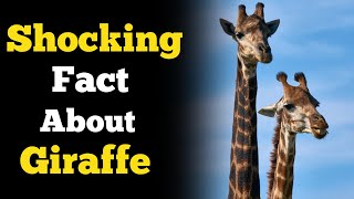 ଜିରାଫ ବିଷୟରେ ଆଶ୍ଚର୍ଯ୍ୟଜନକ କଥା 😨 | Shocking fact about Giraffe in Odia | Giraffe | #shorts