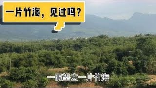 东莞打工仔的家乡什么都不多，就是这种东西无处不有