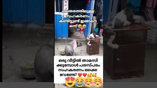 ഒരു വീട്ടിൽ താമസിക്കുമ്പോൾ പരസ്പരം സഹകരണം ഒക്കെ വേണ്ടേ? ❤️❤️🥰🥰😅😅😅😅😅