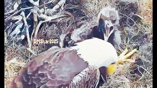 SWFL EAGLES ⭐E25 GETS FEISTY WITH DADDY WHEN M15 DECIDES TO DO SOME NEST WORK MEANTIME E24 GUARDS 🐟