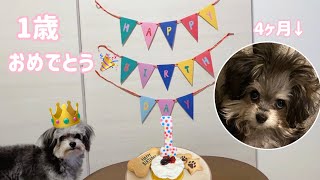 【祝】初めての誕生日🎉犬用手作りケーキをプレゼント🧁マルプーとヨーチーのミックス犬🐶