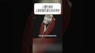 人體的奧秘，人類骨骼的進化有多神奇?#科普 #漲知識