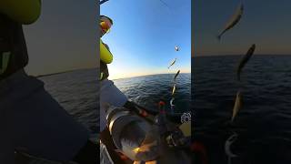 mackerel fishing on jet ski #fishing #mackerel #jetski #pwc #kawasaki #ultra310lx #seadoo