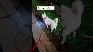 #night #road #viral #video #shorts #short #viralvideo #viralshorts #funny #2025 #dog #youtubeshorts