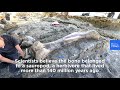 watch enormous thigh bone of a dinosaur found in southwest france