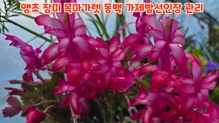 #앵초 장미 #목마가렛  #가제발선인장 #동백 #키우기 관리하기