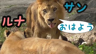 ライオン　サンくんとルナちゃん　朝です。一日の始まりです。【東山動物園】Lion Sun-kun Luna-chan Higashiyama Zoo