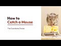 A Simple Way to Catch a Mouse | How to Catch a Mouse | The Guardian's Choice