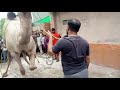 Big Camel Qurbani Ratta Road Gujranwala