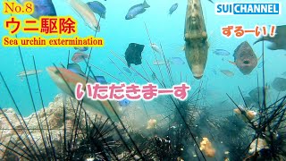 【ウニ駆除 第８弾】カワハギのウニの食べ方がお行儀悪すぎ問題。そして遂にサンゴに復活の兆しが！？