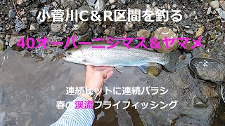 小菅川でビッグレインボー＆ヤマメを釣る！ 渓流フライフィッシング 　　ドライフライとニンフフライで挑む小菅川キャッチ・アンド・リリースエリアの釣り