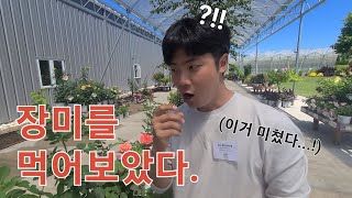 2024년 선보일 맛있는 사계코랄장미?! 미래의 장미 트렌드 미리보기 | [JB가든센터_대림묘목농원]