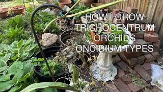 TRICHOCENTRUM ORCHIDS AND HOW TO GROW THEM WHERE WINTERS ARE COLD