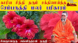 காரிய சித்தி தரும் வெற்றியை தரும் செம்பருத்தி பூ |Cembaruthi |Benefits of Hibiscus flower|ருத்ரன்ஜி