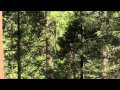 Sustainable Forestry and CO2