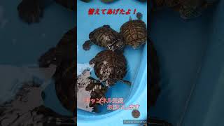 【亀】朝一から水替えをしました❗😅🐢＃アカミミガメ＃水槽