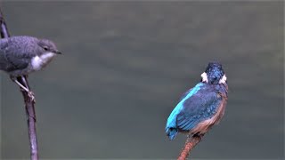 Junger Eisvogel begegnet junger Wasseramsel / Young kingfisher meets young dipper