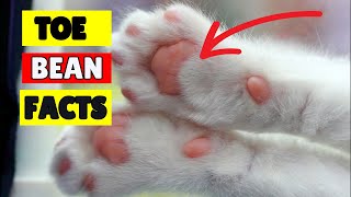 10 Mind-Blowing Facts About Your Cat’s Toe Beans!