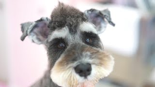 【4K】look at my mohawk cut！（Miniature Schnauzer）