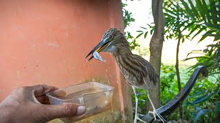 সকালে নাস্তা না খেয়ে বাড়ি ছাড়েনা বকপাখি | TheVillageBoy Vlogs