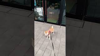 行きつけのペットショップの開店待ちする柴犬こはる