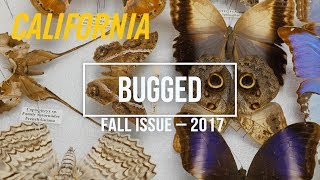 Introducing Bugged, Fall 2017