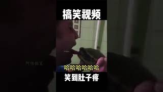 52 沙雕搞笑视频，王八也不好惹的！